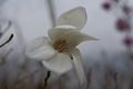 Magnolia salicifolia Magnolia wierzbolistna